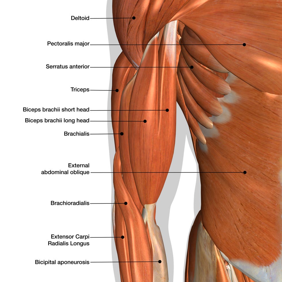male arm and chest muscles labeled chart on white