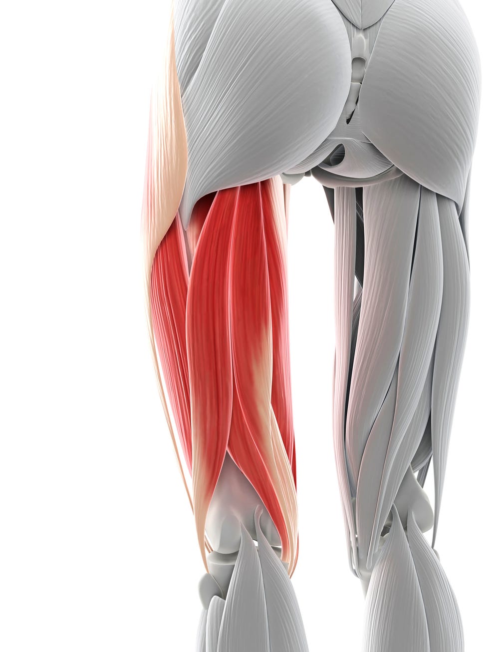 Thigh muscles, artwork