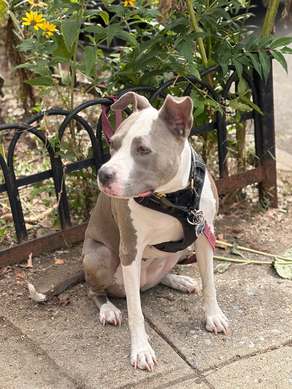 a dog sitting on a sidewalk near a garden