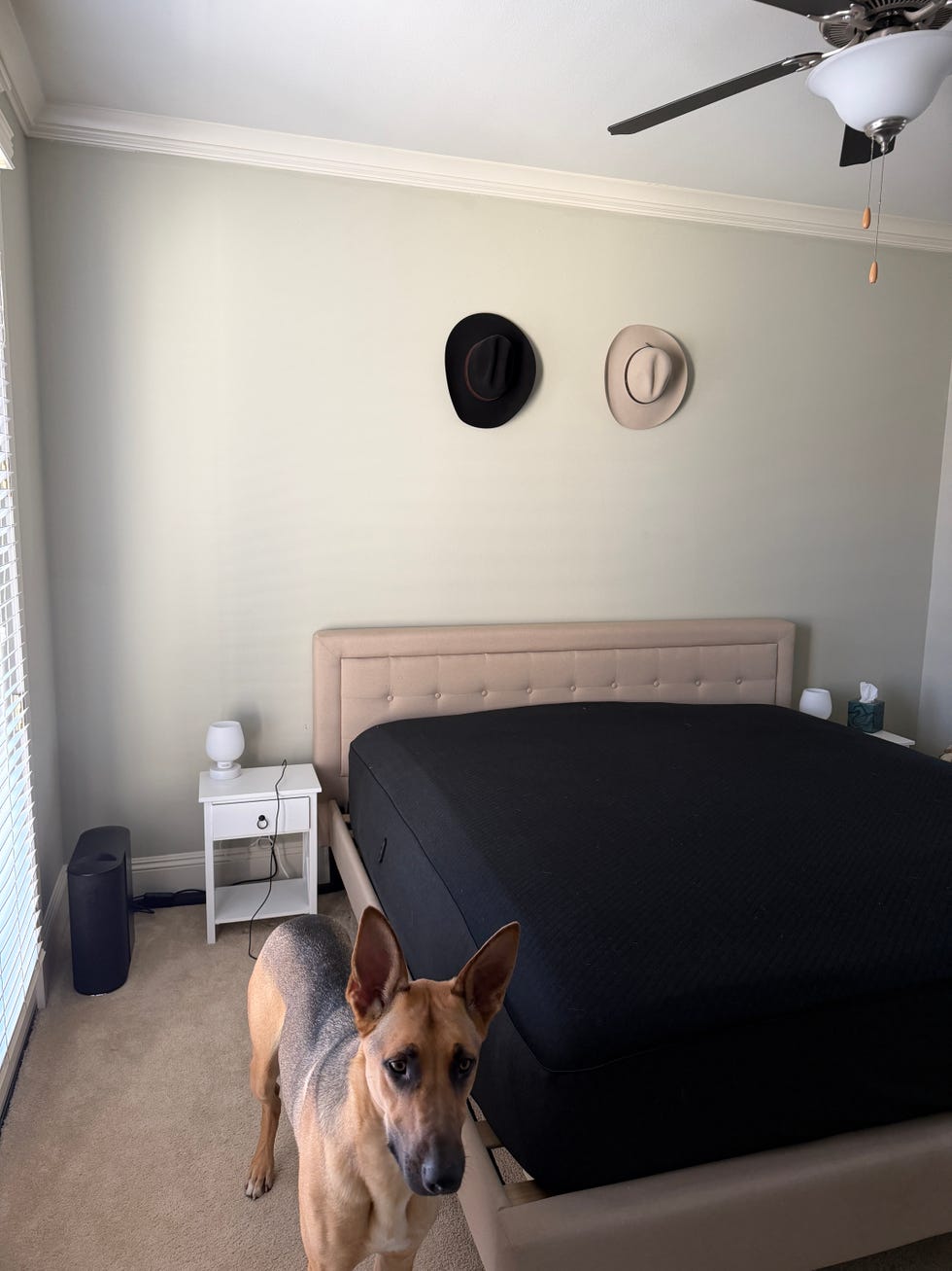 a dog in a bedroom