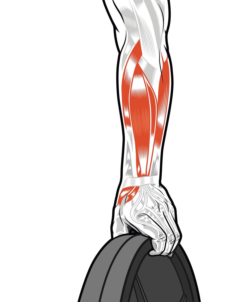 Muscle, Shoulder, Joint, Arm, Leg, Neck, Elbow, Abdomen, Illustration, 