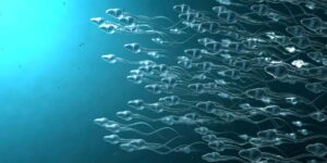 Hantavirus is One of Many Viruses Found In Sperm