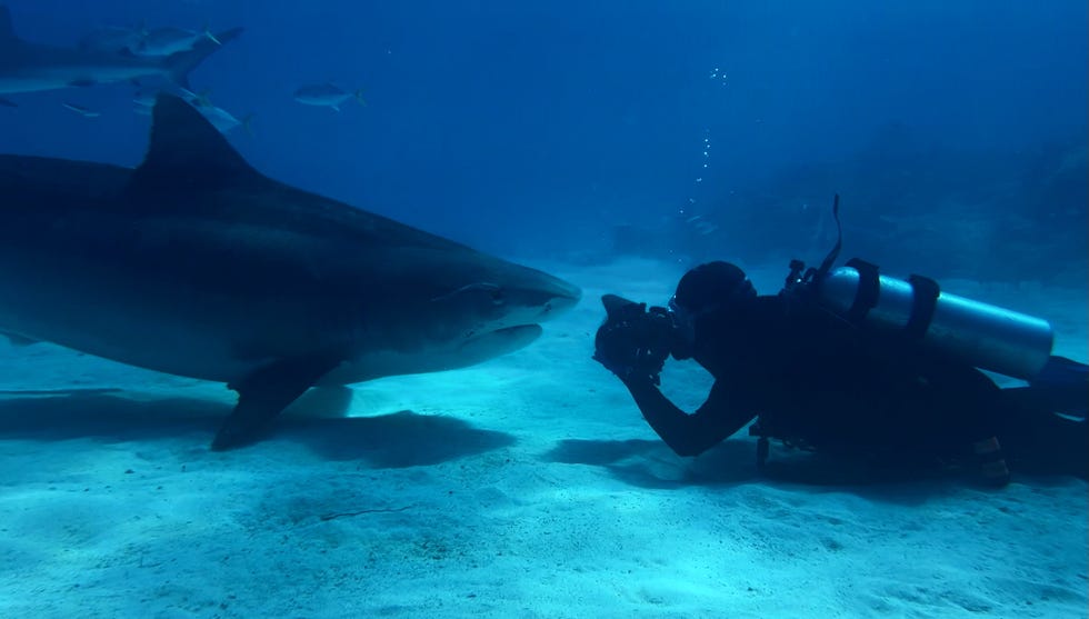 Diver photographing a large shark underwater.