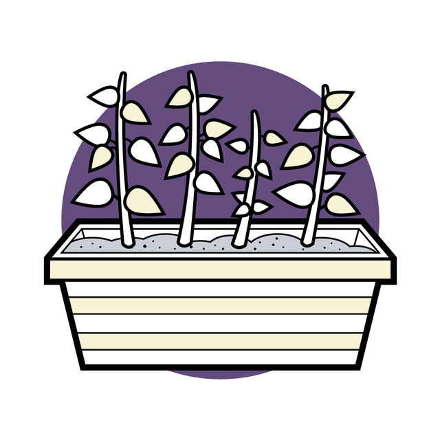 herb garden