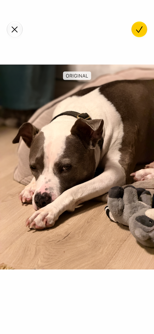 Brown and white dog resting on a wooden floor, surrounded by stuffed toys.