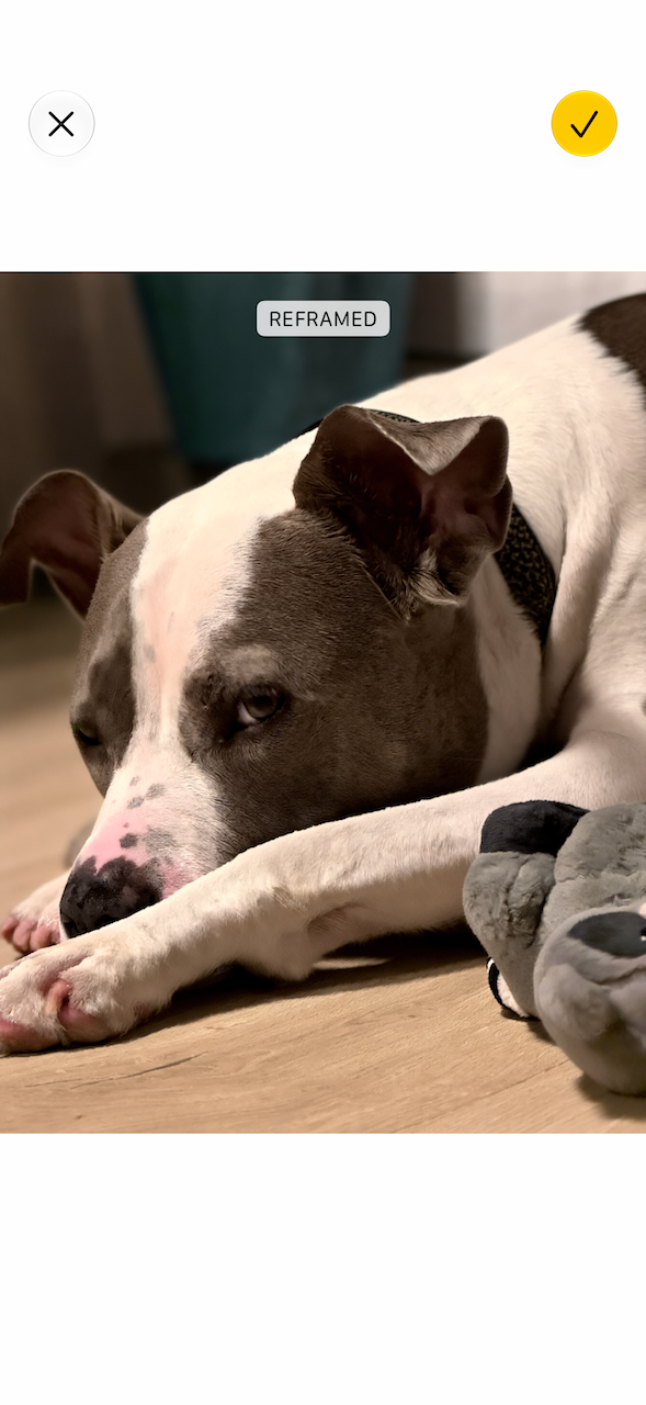 A relaxed dog resting with its head on its paws next to a soft toy on a wooden floor.